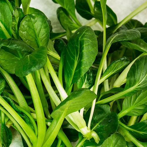 cavittoria-menu-vegetariano
